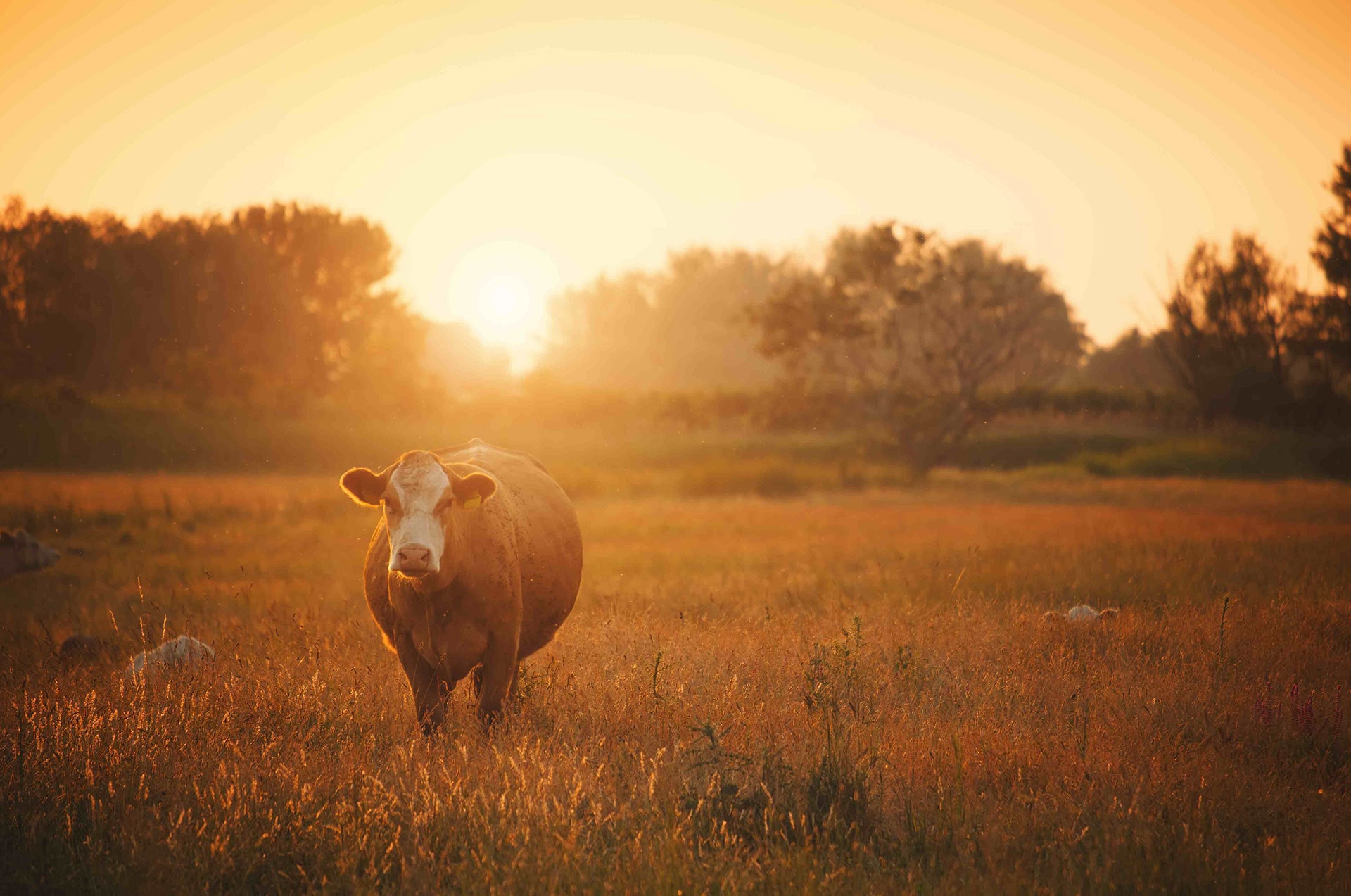 contacter boeuf tricolore