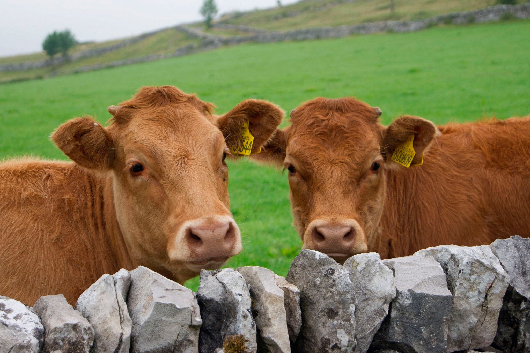 boucherie de viande locale